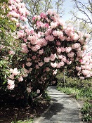 Rhododendrons in bloom at Playfair Park